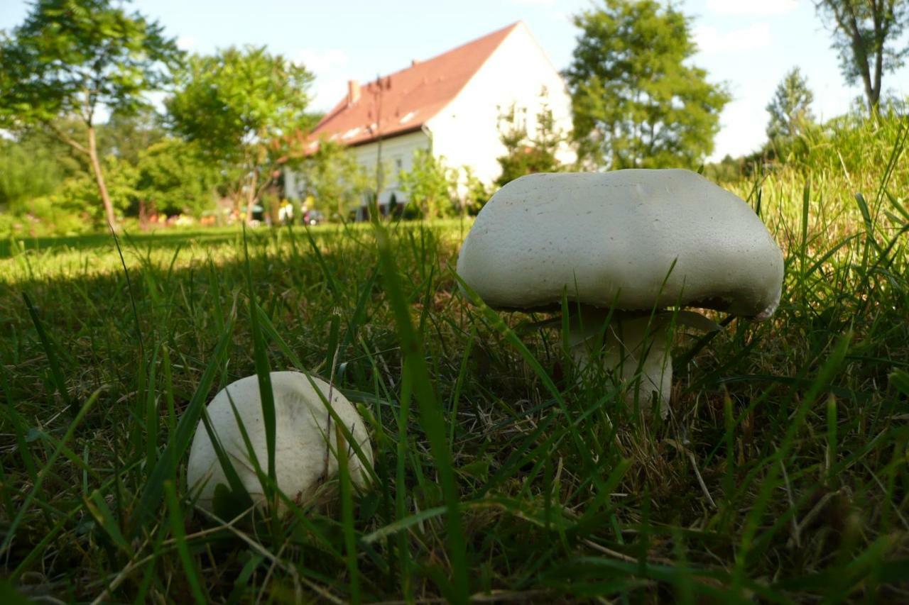 Villa Miodowy Dwór Rusinowo  Exterior foto